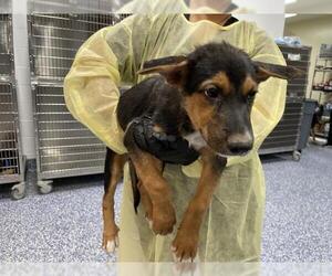 German Shepherd Dog Dogs for adoption in Riverside, CA, USA
