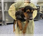 TITAN - Male German Shepherd Dog Dog for Adoption - Small photo