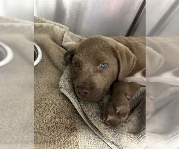 Medium Photo #1 American Pit Bull Terrier-Unknown Mix Puppy For Sale in Tallahassee, FL, USA