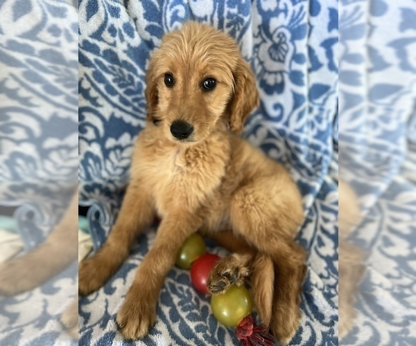 Medium Photo #3 Goldendoodle Puppy For Sale in SYLMAR, CA, USA