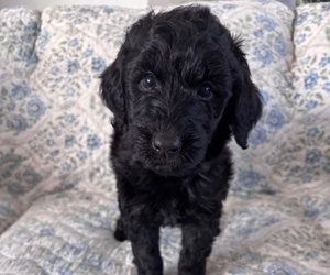 Medium Schnoodle (Giant)