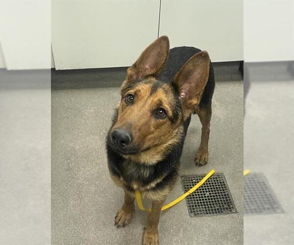 Medium Photo #1 German Shepherd Dog-Unknown Mix Puppy For Sale in HESPERIA, CA, USA