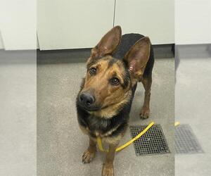 German Shepherd Dog-Unknown Mix Dogs for adoption in HESPERIA, CA, USA