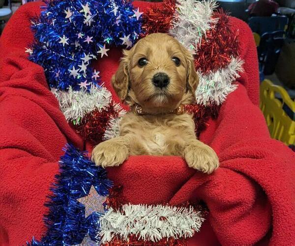 Medium Photo #8 Goldendoodle Puppy For Sale in SEBEKA, MN, USA