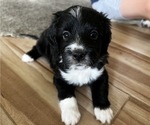 Small Photo #15 Aussiedoodle Miniature  Puppy For Sale in GILBERT, AZ, USA