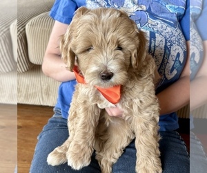 Goldendoodle (Miniature) Puppy for sale in ROY, UT, USA