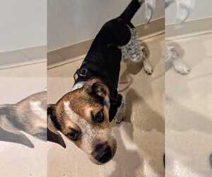 Beagle Dogs for adoption in Dunnellon, FL, USA