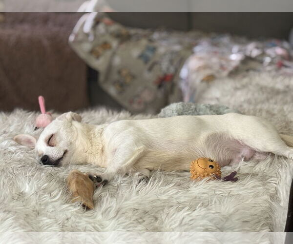 Medium Photo #3 Jack Chi Puppy For Sale in Holly Springs, NC, USA