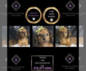 Dachshund Puppy for sale in WARSAW, IN, USA