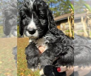 Bernedoodle Puppy for sale in LITTLE ROCK, AR, USA