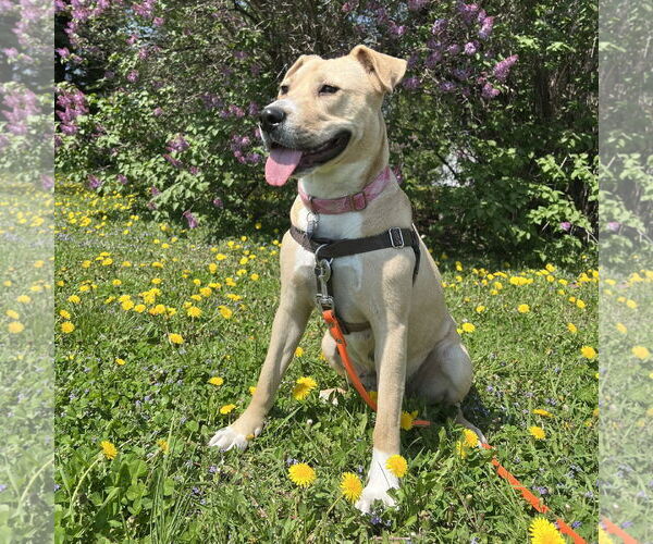 Medium Photo #22 American Pit Bull Terrier-Unknown Mix Puppy For Sale in Fargo, ND, USA