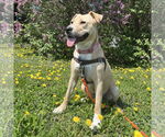 Small #21 American Pit Bull Terrier Mix