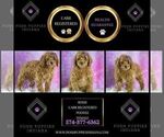 Small #5 Poodle (Miniature)