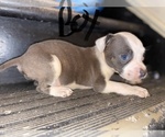 Small Photo #9 American Staffordshire Terrier Puppy For Sale in HOMESTEAD, FL, USA