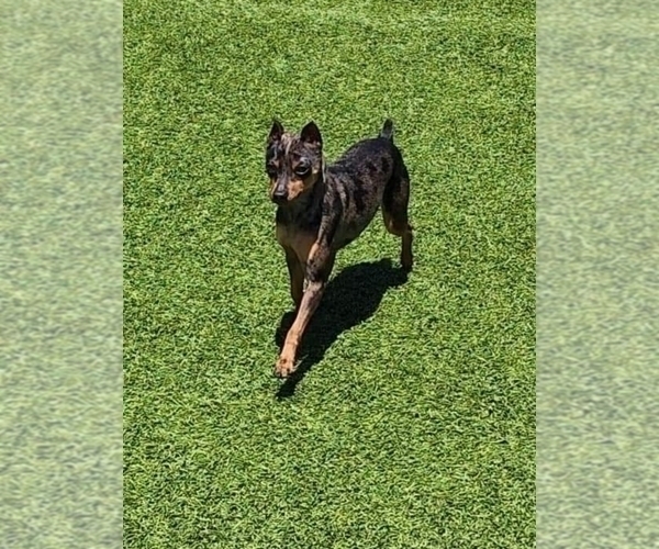 Medium Photo #1 Harlequin Pinscher Puppy For Sale in OLATHE, KS, USA