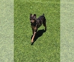 Small Photo #1 Harlequin Pinscher Puppy For Sale in OLATHE, KS, USA