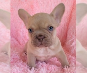 French Bulldog Puppy for Sale in LAS VEGAS, Nevada USA