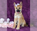 Small Photo #1 Shiba Inu Puppy For Sale in KIRKWOOD, PA, USA
