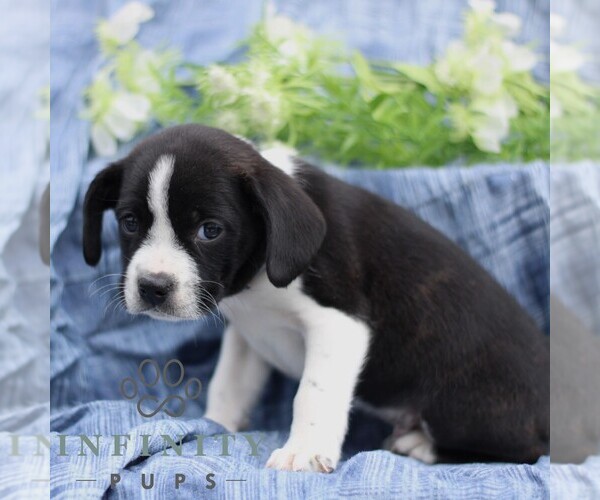 Medium Photo #2 Boston Terrier-Cock-A-Poo Mix Puppy For Sale in PORT ROYAL, PA, USA