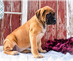 Small Photo #48 Mastiff Puppy For Sale in WAKARUSA, IN, USA