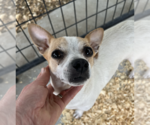 Small #5 Chihuahua Mix