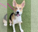 Small Siberian Husky Mix