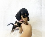 Small #7 Dachshund