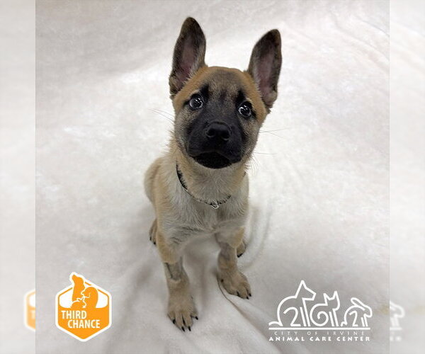 Medium Photo #1 Collie-Unknown Mix Puppy For Sale in Irvine, CA, USA