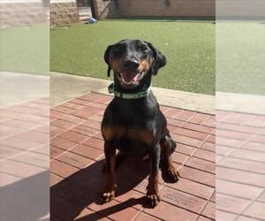 Doberman Pinscher Dogs for adoption in Derwood, MD, USA