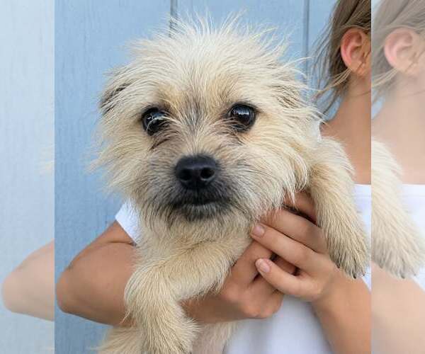 Medium Photo #1 Cairn Terrier-Unknown Mix Puppy For Sale in Mukwonago, WI, USA