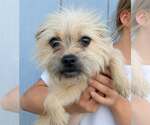 Small Cairn Terrier Mix