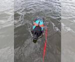 Small Photo #51 Australian Kelpie-Unknown Mix Puppy For Sale in Caldwell, NJ, USA