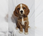 Small Photo #1 Cavapoo Puppy For Sale in SUMMERVILLE, SC, USA