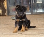 Small Photo #5 German Shepherd Dog Puppy For Sale in DURANGO, CO, USA