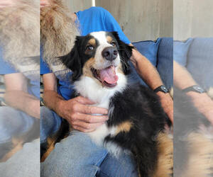Australian Shepherd-Unknown Mix Dogs for adoption in Linton, IN, USA
