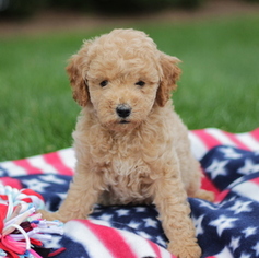 Goldendoodle-Poodle (Miniature) Mix Puppy for sale in GAP, PA, USA