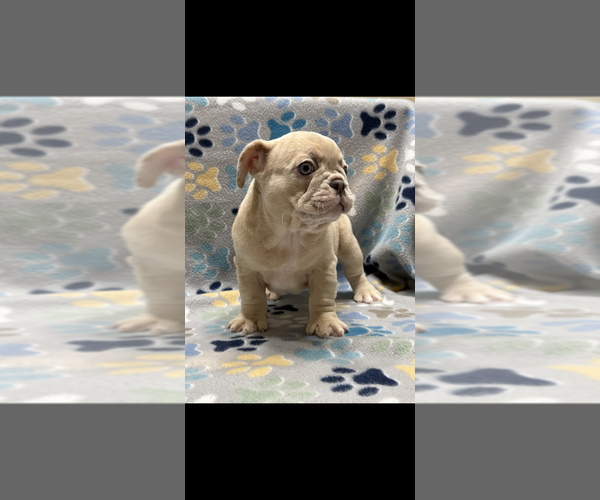Medium Photo #1 French Bulldog Puppy For Sale in COLUMBUS, GA, USA