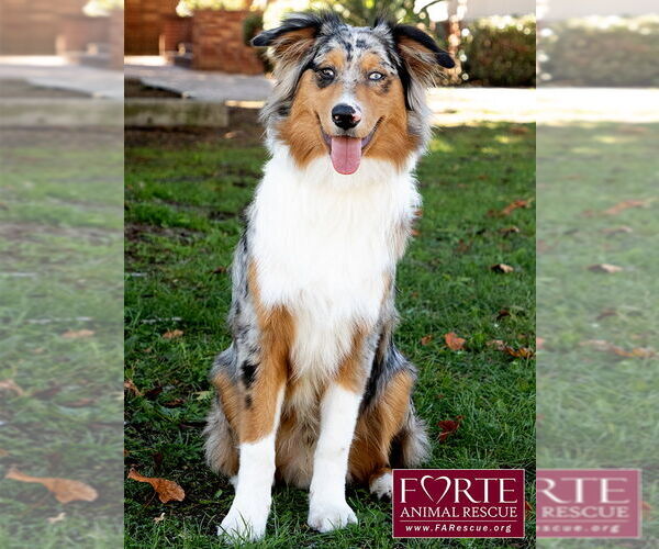 Medium Photo #2 Australian Shepherd Puppy For Sale in Marina del Rey, CA, USA