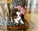 Small Photo #4 Siberian Husky Puppy For Sale in FORT WAYNE, IN, USA