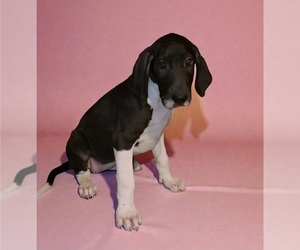 Great Dane Puppy for sale in DENHAM SPRINGS, LA, USA