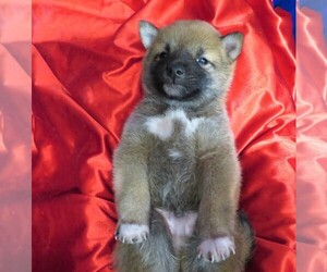 Shiba Inu Puppy for sale in NORWOOD, MO, USA