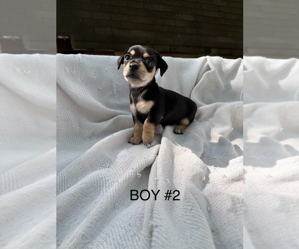 Medium Photo #8 Doxie-Pin Puppy For Sale in NEW FLORENCE, MO, USA