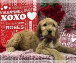 Small #1 Goldendoodle