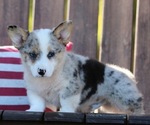 Puppy Puppy 1 American Corgi