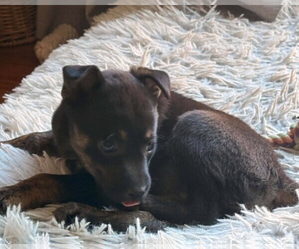 Medium Photo #4 Chihuahua-Unknown Mix Puppy For Sale in Corona, CA, USA