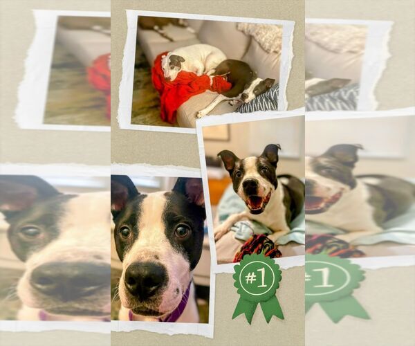 Medium Photo #1 Mutt Puppy For Sale in columbia, SC, USA