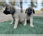 Small Photo #18 Kangal Dog Puppy For Sale in WACO, TX, USA