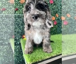 Small Photo #4 Cockapoo Puppy For Sale in SOUTH ORANGE, NJ, USA