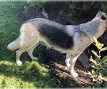 Small Photo #1 German Shepherd Dog Puppy For Sale in BRIGHTON, CO, USA
