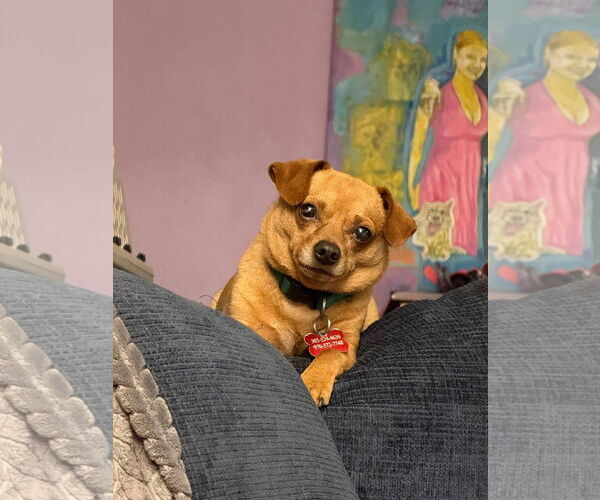 Medium Photo #5 Chihuahua-Unknown Mix Puppy For Sale in Fort Collins, CO, USA